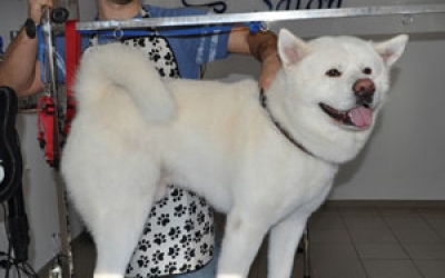 Akita-1.jpg
