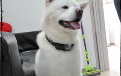 Akita-2.jpg