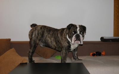 bulldog-englez-1.jpg