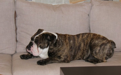 bulldog-englez-2.jpg