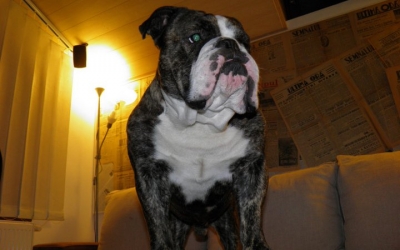 bulldog-englez-3.jpg